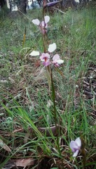 Diuris punctata