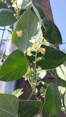 Phaseolus vulgaris