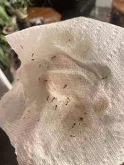 Monomorium pharaonis