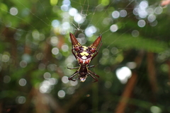 Micrathena