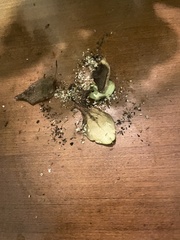 Monomorium pharaonis