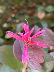 Loropetalum chinense
