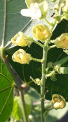 Phaseolus vulgaris
