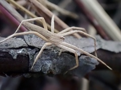 Pisaurina dubia