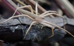 Pisaurina dubia