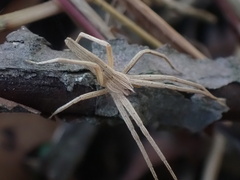 Pisaurina dubia