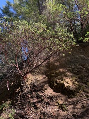 Arctostaphylos regismontana