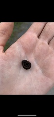 Planorbella campanulata