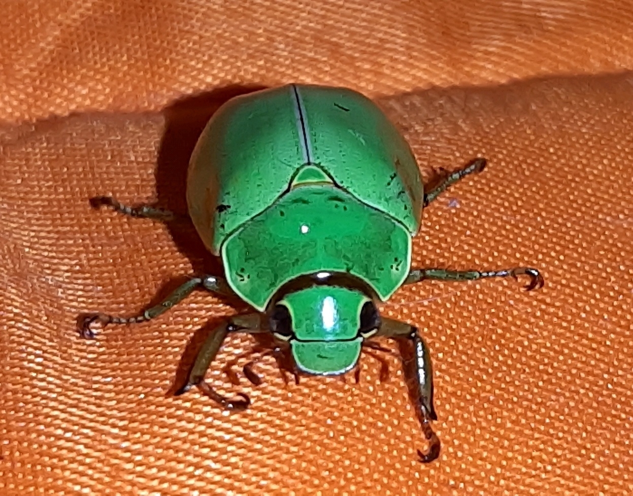 Platycoelia marginata image