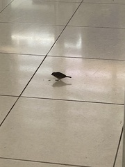 Passer montanus malaccensis