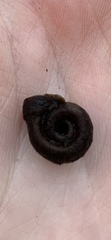 Planorbella campanulata