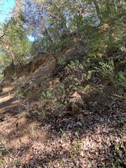 Arctostaphylos regismontana