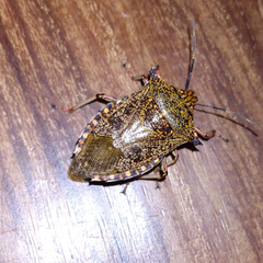 Alcaeorrhynchus grandis