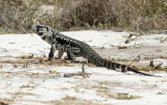 Salvator merianae merianae