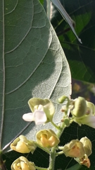 Phaseolus vulgaris