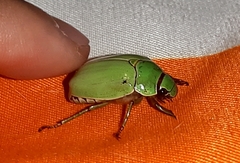 Platycoelia marginata