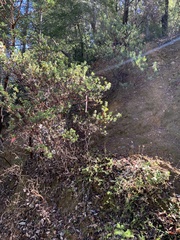 Arctostaphylos regismontana