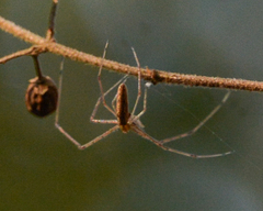 Tetragnatha laboriosa