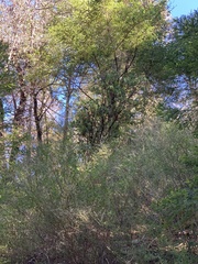 Arctostaphylos regismontana
