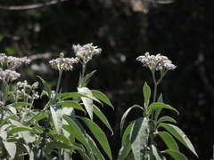 Solanum granulosoleprosum