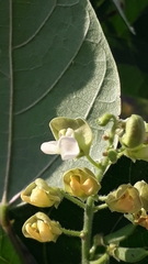 Phaseolus vulgaris