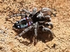 Maratus calcitrans