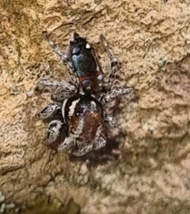 Maratus calcitrans