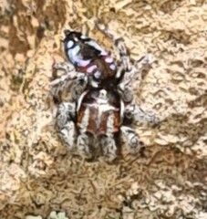 Maratus calcitrans