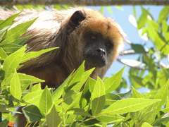 Alouatta caraya