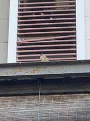 Passer montanus malaccensis