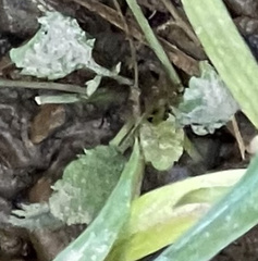 Rorippa sessiliflora