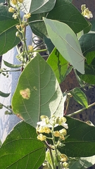Phaseolus vulgaris