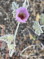 Sphaeralcea ambigua rosacea