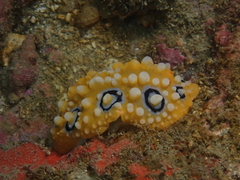 Phyllidia ocellata