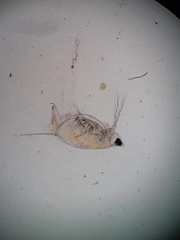 Daphnia