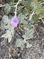 Sphaeralcea ambigua rosacea