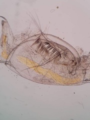 Daphnia