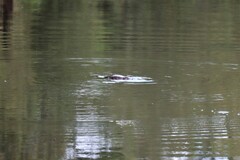 Ornithorhynchus anatinus