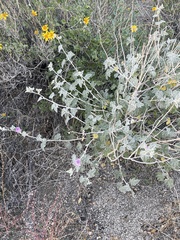 Sphaeralcea ambigua rosacea