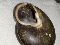 Isomeria scalena