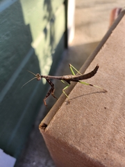 Stagmomantis carolina