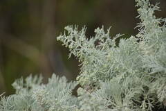 Artemisia mauiensis