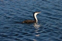 Phalacrocorax fuscescens