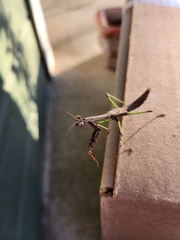 Stagmomantis carolina