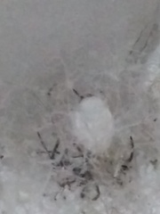 Kukulcania hibernalis