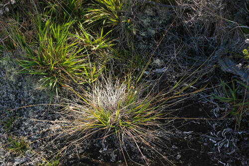 Eragrostis brownii observed 2022-10-25