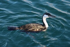 Phalacrocorax fuscescens