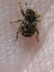 Andracalles horridus