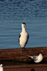 Phalacrocorax fuscescens