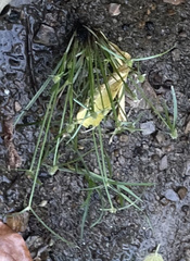 Cyperus hortensis